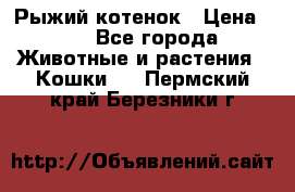 Рыжий котенок › Цена ­ 1 - Все города Животные и растения » Кошки   . Пермский край,Березники г.